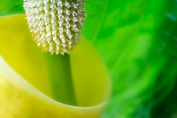 Andrea Jensen Photography Flowers