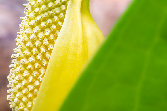 Andrea Jensen Photography Flowers