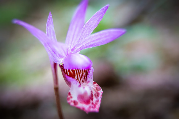 Andrea Jensen Photography Flowers