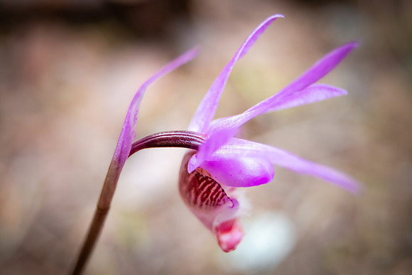 Andrea Jensen Photography Flowers