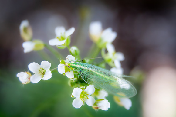 Andrea Jensen Photography Flowers