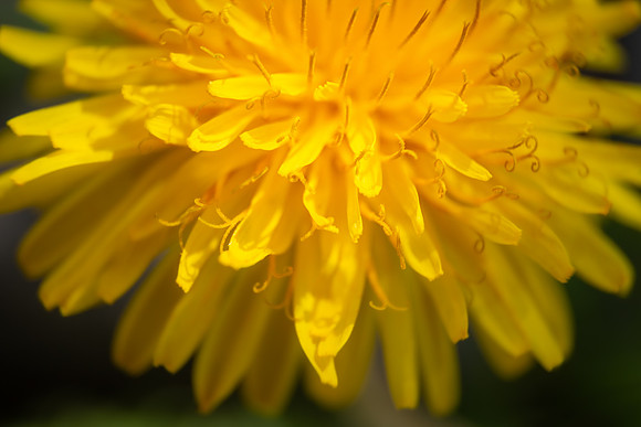 Andrea Jensen Photography Flowers