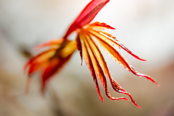 Andrea Jensen Photography