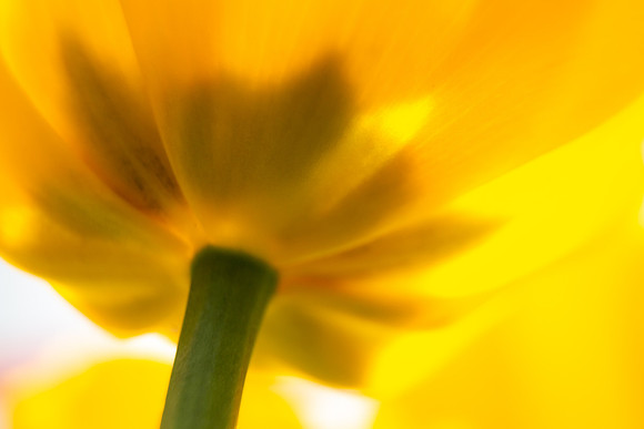 Andrea Jensen Photography Flowers