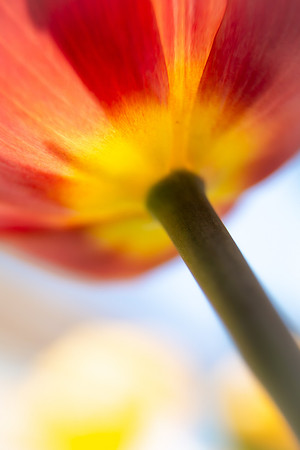 Andrea Jensen Photography Flowers