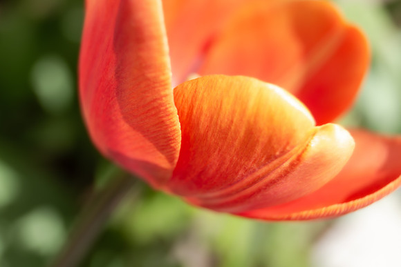 Andrea Jensen Photography Flowers