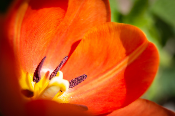 Andrea Jensen Photography Flowers
