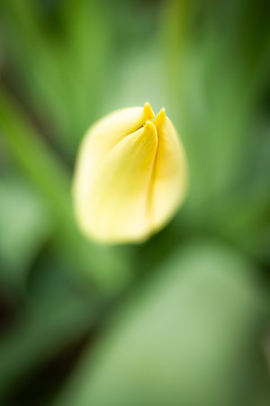 Andrea Jensen Photography Flowers