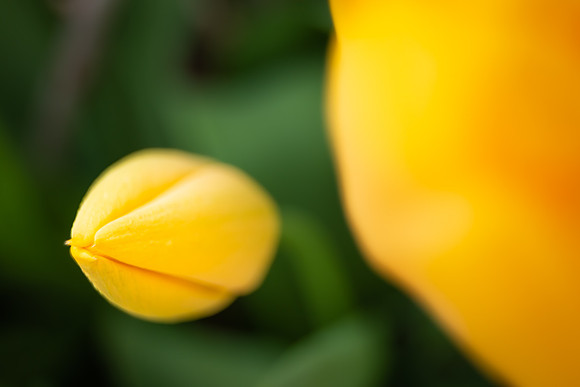 Andrea Jensen Photography Flowers