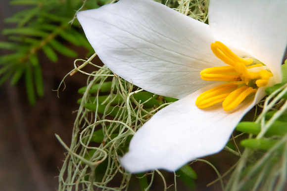 Andrea Jensen Photography Flowers