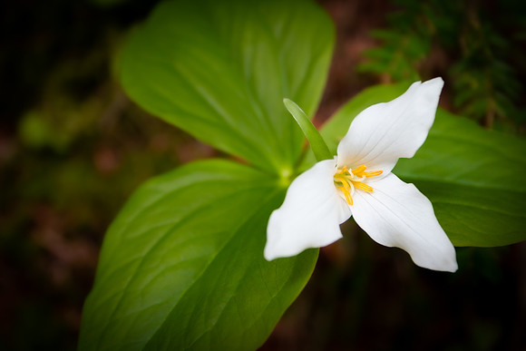 Andrea Jensen Photography Flowers