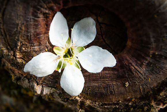 Andrea Jensen Photography Flowers