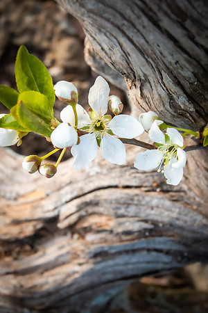 Andrea Jensen Photography Flowers