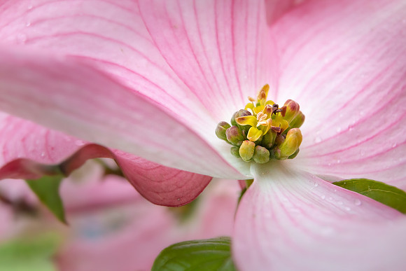 Andrea Jensen Photography Flowers