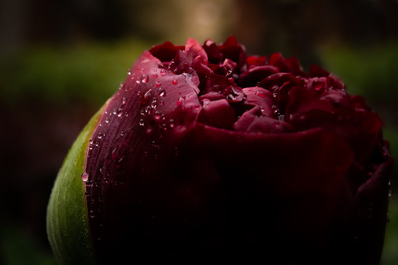 Andrea Jensen Photography Flowers
