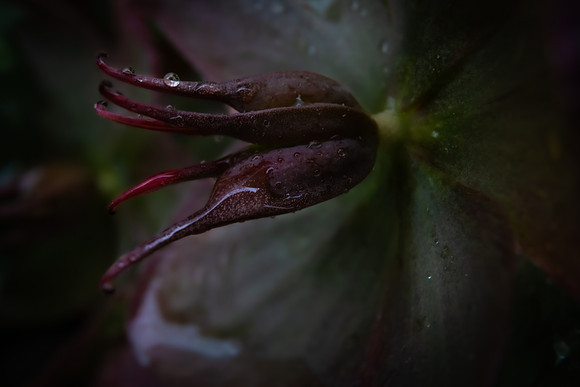 Andrea Jensen Photography Flowers
