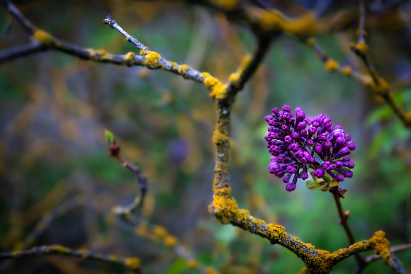 Andrea Jensen Photography Flowers