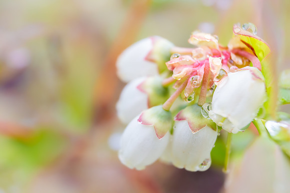 Andrea Jensen Photography Flowers