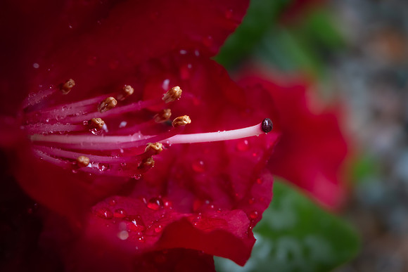 Andrea Jensen Photography Flowers