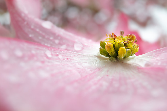 Andrea Jensen Photography Flowers