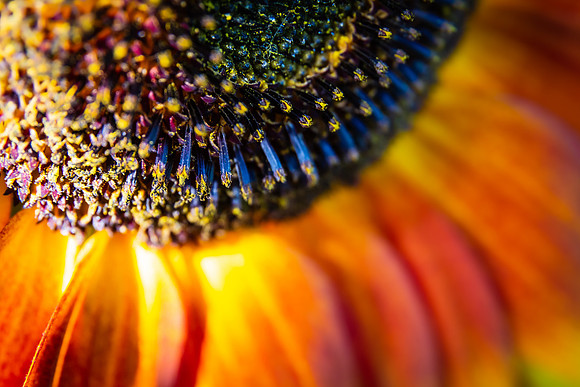 Andrea Jensen Photography Flowers