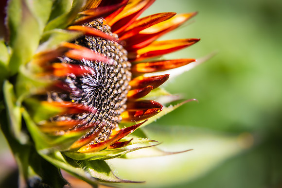 Andrea Jensen Photography Flowers