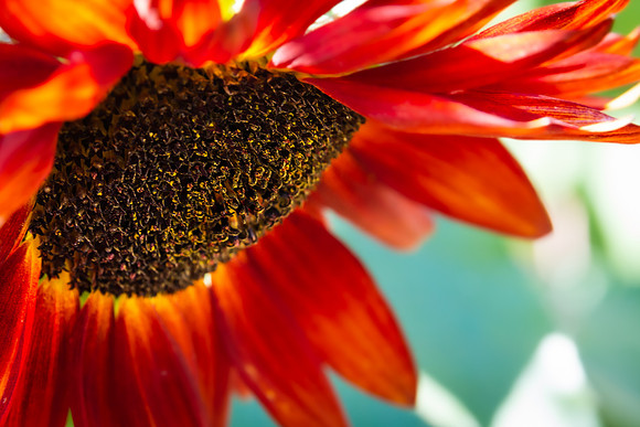 Andrea Jensen Photography Flowers