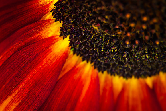 Andrea Jensen Photography Flowers