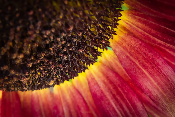 Andrea Jensen Photography Flowers