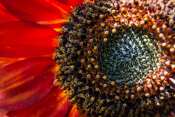 Andrea Jensen Photography Flowers