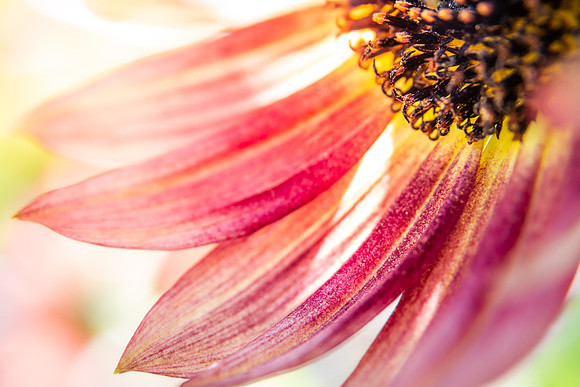 Andrea Jensen Photography Flowers