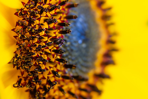 Andrea Jensen Photography Flowers