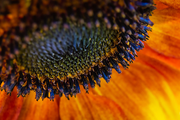 Andrea Jensen Photography Flowers