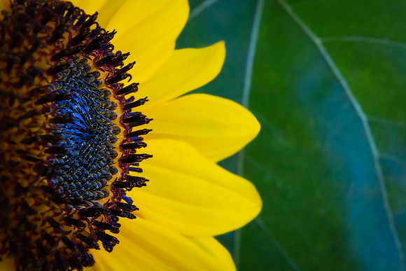 Andrea Jensen Photography Flowers