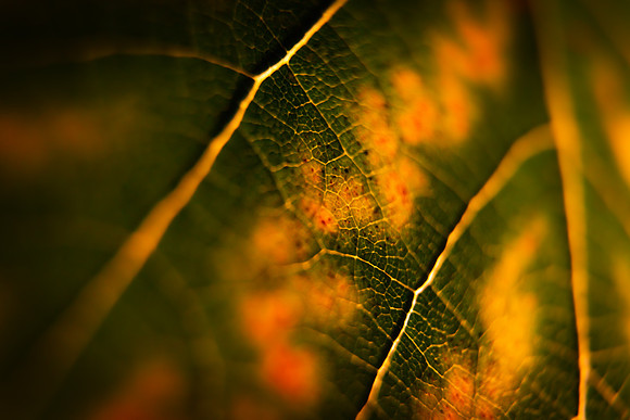 Andrea Jensen Photography