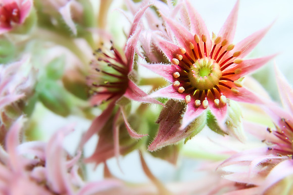 Andrea Jensen Photography