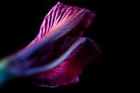 Andrea Jensen Photography Flowers