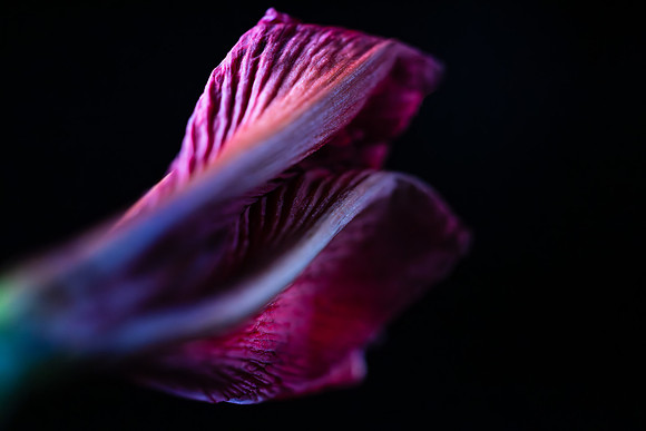 Andrea Jensen Photography Flowers