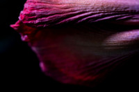 Andrea Jensen Photography Flowers