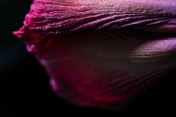 Andrea Jensen Photography Flowers