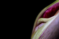 Andrea Jensen Photography Flowers