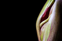 Andrea Jensen Photography Flowers