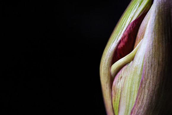 Andrea Jensen Photography Flowers