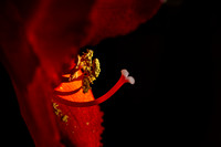 Andrea Jensen Photography Flowers