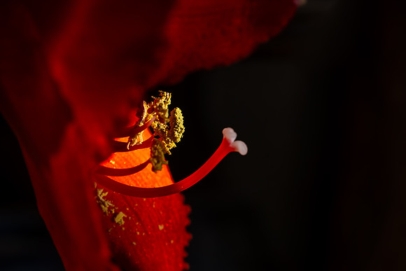 Andrea Jensen Photography Flowers