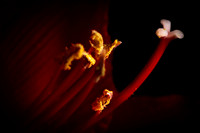 Andrea Jensen Photography Flowers