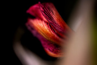 Andrea Jensen Photography Flowers