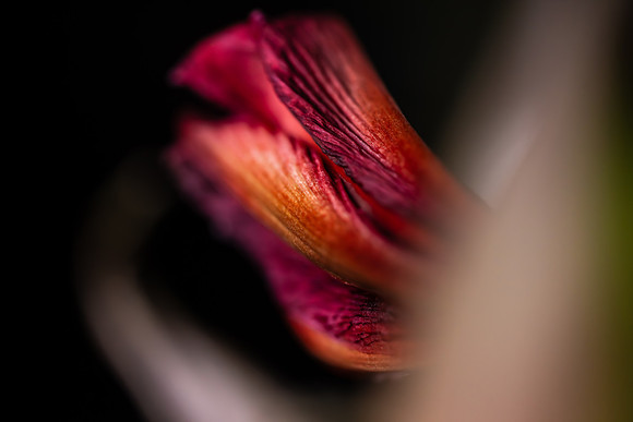 Andrea Jensen Photography Flowers