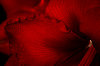 Andrea Jensen Photography Flowers