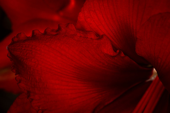 Andrea Jensen Photography Flowers